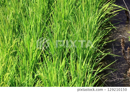 Rice panicle of rice field 129210150