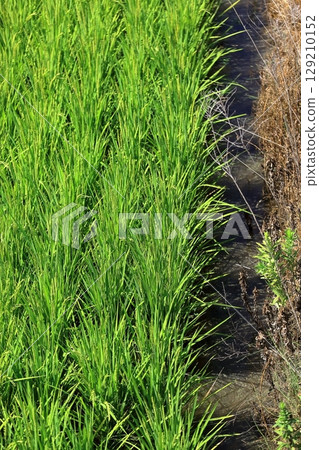 米領域米panicle 129210152