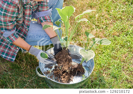 Close-up of Hosta plant bush in hands, dividing roots, outdoor in the garden 129210172
