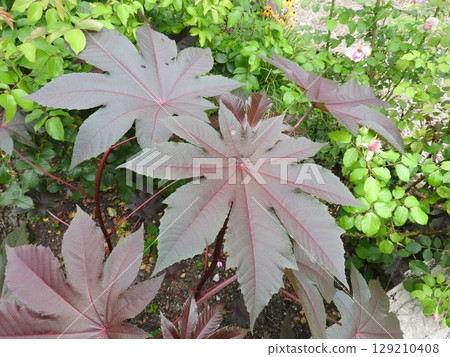 夏天蓖麻子的葉子會變色 129210408