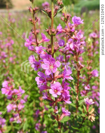 Misohagi crowded in the waterside 129210450