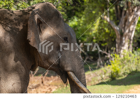 Tusker elephant walks in the jungle, elephant's head side view close-up shot at Yala National Park, Sri Lanka 129210463