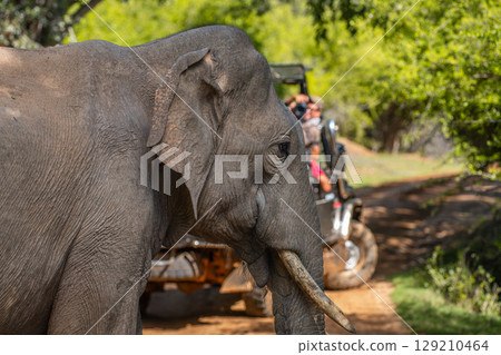 Sri Lankan tusker elephant walks along a dirt path, passing close to a safari jeep with people inside at Yala National Park. 129210464