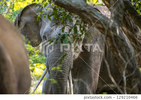 Tusker elephant charges at another tusker elephant at Yala 129210466