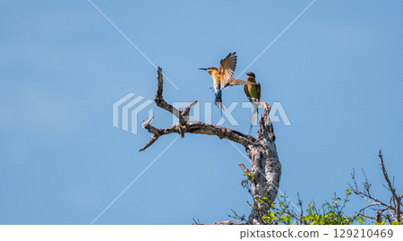 A Blue-tailed bee-eater is landing on a dry tree branch while another remains perched, both spotted at Yala National Park, Sri Lanka 129210469