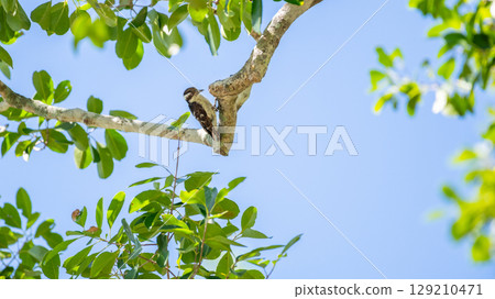 Brown-capped pygmy woodpecker on a tree branch under a clear blue sky at Yala National Park, Sri Lanka. surrounded by green leaves and a natural forest habitat Brown-capped pygmy woodpecker on a tree branch under a clear blue sky at Yala National Park, Sri Lanka. surrounded by green leaves and a natural forest habitat 129210471