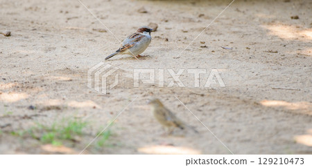 House sparrow stands on sandy ground at Yala National Park, Sri Lanka House sparrow stands on sandy ground at Yala National Park, Sri Lanka 129210473