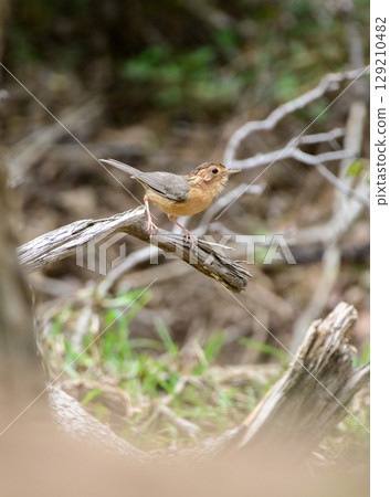 Brown-capped babbler bird stands on a dry branch at Yala National Park. Endemic bird species in Sri Lanka. 129210482