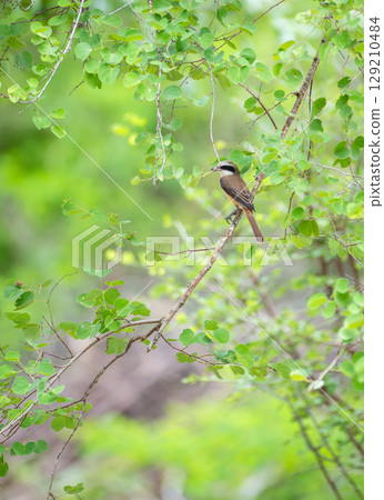 Brown shrike bird perched on a thin branch at Yala National Park, Sri Lanka. The bird is surrounded by green leaves in a forest setting Brown shrike bird perched on a thin branch at Yala National Park, Sri Lanka. The bird is surrounded by green leaves in a forest setting 129210484