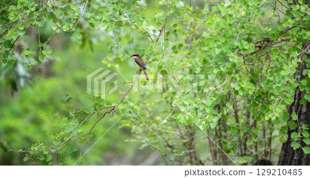 Brown shrike bird perched on a thin branch at Yala National Park, Sri Lanka. The bird is surrounded by green leaves in a forest setting Brown shrike bird perched on a thin branch at Yala National Park, Sri Lanka. The bird is surrounded by green leaves in a forest setting 129210485