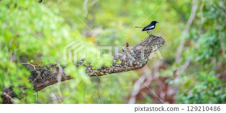 Oriental magpie robin bird perches at the end of a broken, thick branch at Yala National Park. Lush greenery backdrop 129210486