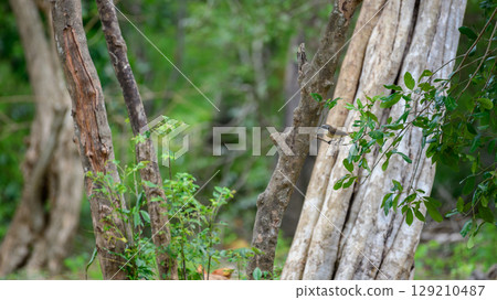 Brown shrike is perched on a branch at Yala National Park, Sri Lanka. The bird is in its natural habitat. Brown shrike is perched on a branch at Yala National Park, Sri Lanka. The bird is in its natural habitat. 129210487