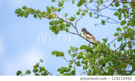 Small minivet juvenile bird perched on a branch at Yala National Park, Sri Lanka. Surrounded by green leaves and a clear blue sky 129210488