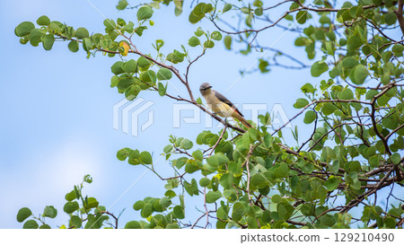 Small minivet juvenile bird perched on a branch at Yala National Park, Sri Lanka. Surrounded by green leaves and a clear blue sky 129210490