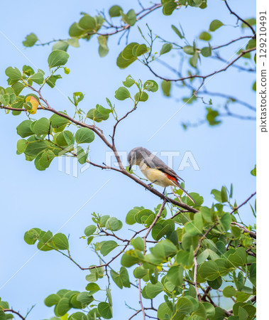 Small minivet juvenile bird perched on a branch at Yala National Park, Sri Lanka. Surrounded by green leaves and a clear blue sky Small minivet juvenile bird perched on a branch at Yala National Park, Sri Lanka. Surrounded by green leaves and a clear blue sky 129210491