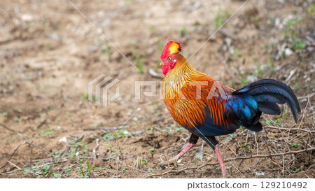 Sri Lankan junglefowl walk on the dry ground at Yala National Park. Bright plumage with a red comb and colorful feathers Sri Lankan junglefowl walk on the dry ground at Yala National Park. Bright plumage with a red comb and colorful feathers 129210492