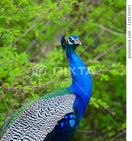 Indian Peafowl stands on the ground with its head raised, showing its bright blue neck and patterned feathers 129210501