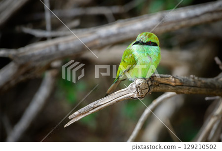 Green bee-eater perched on a fallen dead tree branch close-up shot. Green bee-eater perched on a fallen dead tree branch close-up shot. 129210502