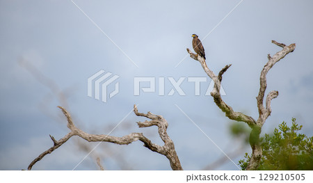 Serpent eagle perch high on a bare dry tree against the gloomy dark skies. 129210505