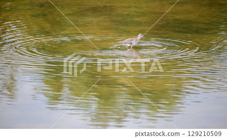Common redshank bird forage in shallow waters, creating ripples on the water surface. Common redshank bird forage in shallow waters, creating ripples on the water surface. 129210509