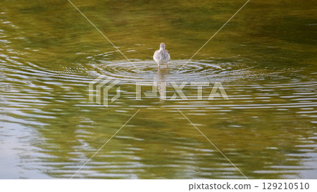 Common redshank bird forage in shallow waters, creating ripples on the water surface. Common redshank bird forage in shallow waters, creating ripples on the water surface. 129210510