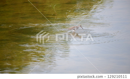 Common redshank bird forage in shallow waters, creating ripples on the water surface. Common redshank bird forage in shallow waters, creating ripples on the water surface. 129210511