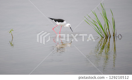 A Black-winged Stilt forages, dipping its beak into the shallow water, while the bird and green reeds are reflected on the calm surface A Black-winged Stilt forages, dipping its beak into the shallow water, while the bird and green reeds are reflected on the calm surface 129210512
