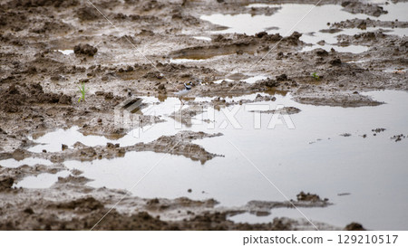Little ringed plover foraging on the muddy edge of a pond at Yala National Park. The bird's reflection is visible in the still surface of the water 129210517