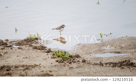 Little ringed plover standing in shallow water near the muddy edge of a pond at Yala National Park. The bird's reflection is visible in the still surface of the water Little ringed plover standing in shallow water near the muddy edge of a pond at Yala National Park. The bird's reflection is visible in the still surface of the water 129210518