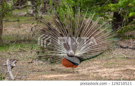 Peacock dance display at Yala National Park, Sri Lanka. The feathers are spread in a full fan back view Peacock dance display at Yala National Park, Sri Lanka. The feathers are spread in a full fan back view 129210521