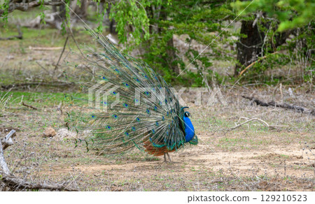 Peacock dance display at Yala National Park, Sri Lanka. The feathers are spread in a full fan side view, showing eye-like patterns 129210523