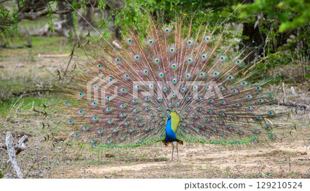 Peacock dance display at Yala National Park, Sri Lanka. The feathers are spread in a full fan, showing eye-like patterns 129210524
