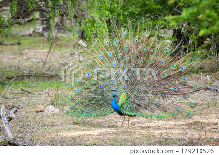 Peacock dance display at Yala National Park, Sri Lanka. The feathers are spread in a full fan, showing eye-like patterns 129210526