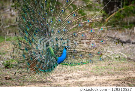 Peacock dance display at Yala National Park, Sri Lanka. The feathers are spread in a full fan side view, showing eye-like patterns Peacock dance display at Yala National Park, Sri Lanka. The feathers are spread in a full fan side view, showing eye-like patterns 129210527