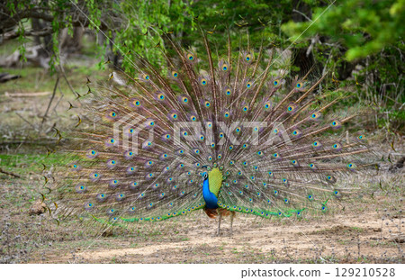 Peacock dance display at Yala National Park, Sri Lanka. The feathers are spread in a full fan, showing eye-like patterns 129210528