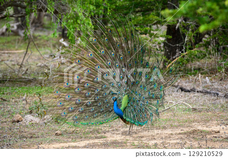 Peacock dance display at Yala National Park, Sri Lanka. The feathers are spread in a full fan, showing eye-like patterns 129210529