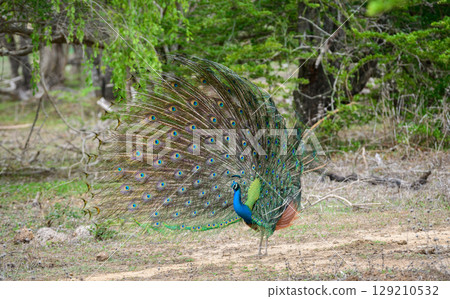 Peacock dance display at Yala National Park, Sri Lanka. The feathers are spread in a full fan side view, showing eye-like patterns 129210532