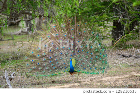 Peacock dance display at Yala National Park, Sri Lanka. The feathers are spread in a full fan, showing eye-like patterns 129210533