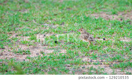 Jerdon's bush lark on the grass at Yala National Park, Sri Lanka. 129210535