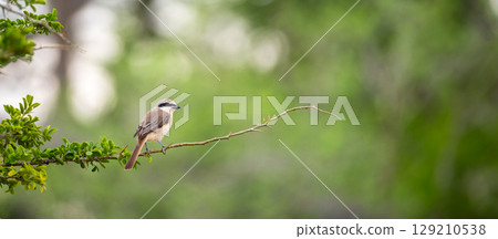 Brown shrike sits on a thin branch at Yala National Park, Sri Lanka. The bird looks to the side against a soft green natural backdrop. 129210538