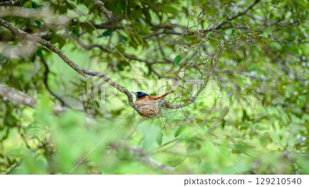 Indian paradise flycatcher female bird incubating eggs on a small nest built on a thin branch surrounded by leaves. Indian paradise flycatcher female bird incubating eggs on a small nest built on a thin branch surrounded by leaves. 129210540