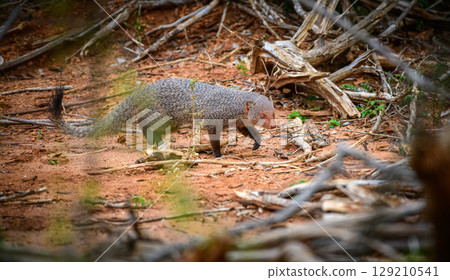 Ruddy Mongoose on the move at Yala National Park, Sri Lanka. Ruddy Mongoose on the move at Yala National Park, Sri Lanka. 129210541