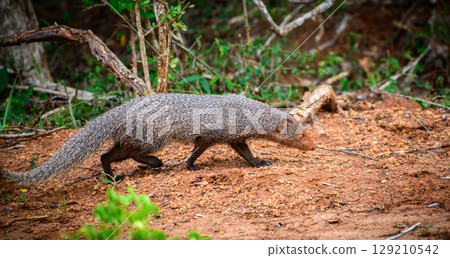 Ruddy Mongoose on the move at Yala National Park, Sri Lanka. Ruddy Mongoose on the move at Yala National Park, Sri Lanka. 129210542