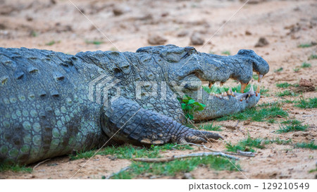 A huge Crocodile lies on the ground with its mouth open close-up photo at Yala National Park, Sri Lanka. 129210549