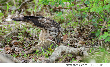 Eagle feeds on a dead animal on the forest floor at Yala National Park, Sri Lanka. 129210553