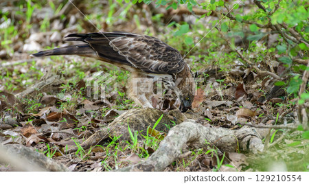 Eagle feeds on a dead animal on the forest floor at Yala National Park, Sri Lanka. Eagle feeds on a dead animal on the forest floor at Yala National Park, Sri Lanka. 129210554