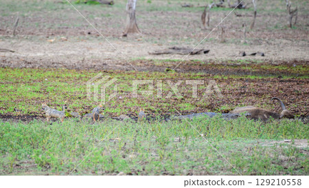 Sri Lankan jackals stand near a mugger crocodile and a dead wild buffalo at Yala National Park, Sri Lanka. Sri Lankan jackals stand near a mugger crocodile and a dead wild buffalo at Yala National Park, Sri Lanka. 129210558