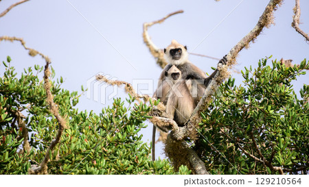 Tufted gray langur monkey and its baby sit on a tree branch and look directly at the camera at Yala National Park, Sri Lanka. Tufted gray langur monkey and its baby sit on a tree branch and look directly at the camera at Yala National Park, Sri Lanka. 129210564