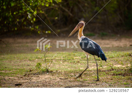 Lesser adjutant stork is scavenging on dry ground at Yala National Park, Sri Lanka. 129210567