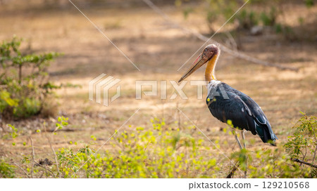Lesser adjutant stork is scavenging on dry ground at Yala National Park, Sri Lanka. 129210568
